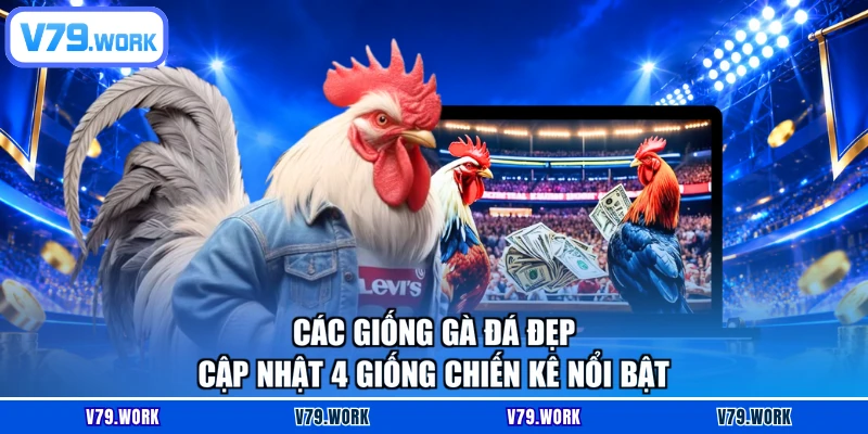 Các Giống Gà Đá Đẹp - Cập Nhật 4 Giống Chiến Kê Nổi Bật