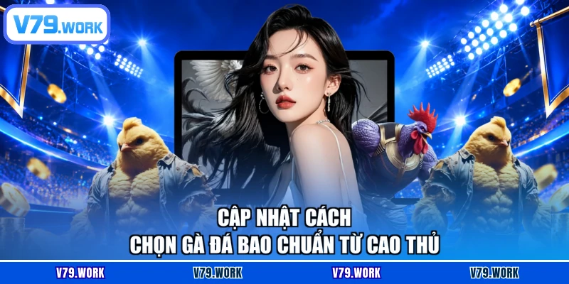 Cập nhật cách chọn gà đá bao chuẩn từ cao thủ