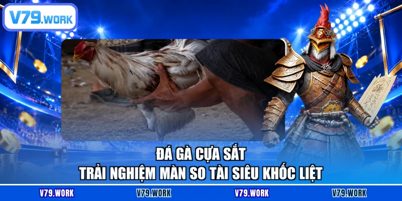 Đá Gà Cựa Sắt - Trải Nghiệm Màn So Tài Siêu Khốc Liệt