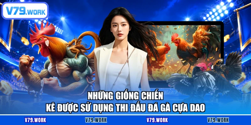Những giống chiến kê được sử dụng thi đấu đá gà cựa dao