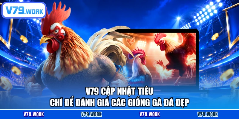 V79 cập nhật tiêu chí để đánh giá các giống gà đá đẹp